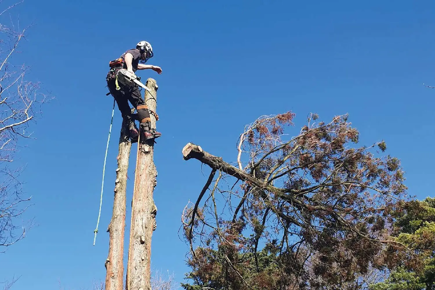 Tree Surgeons Tunbridge Wells