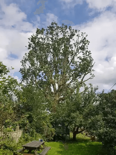 The Importance Of Regular Tree Inspections: Protecting Your Property