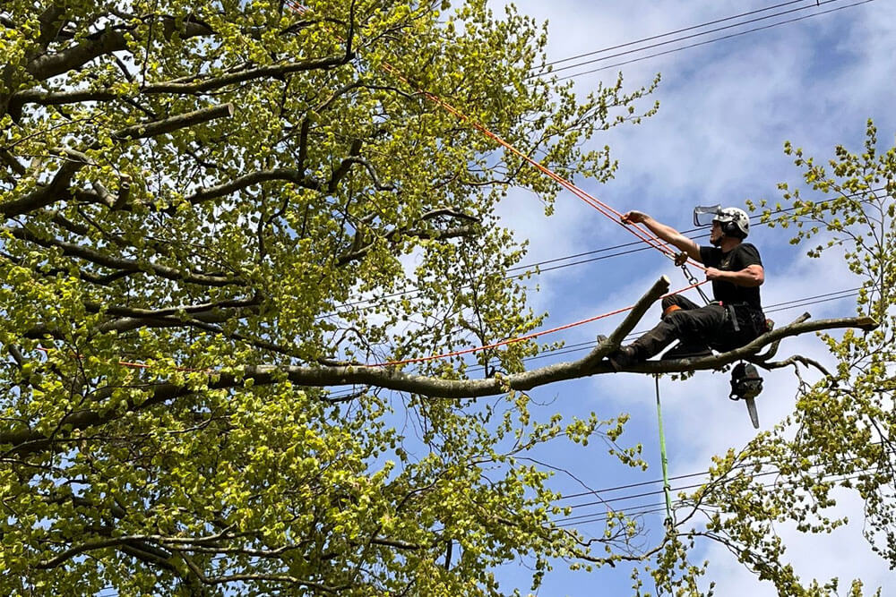 What Does Tree Pruning Involve?